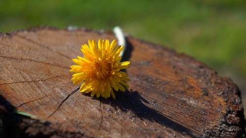 Nature Plants Flowers Dandelion Yellow Konar Wood