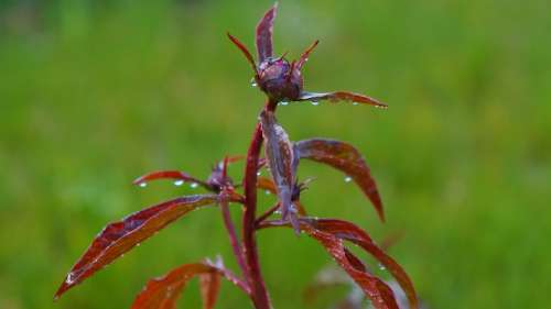 Nature Plants Bud Peony Drops Rain Water