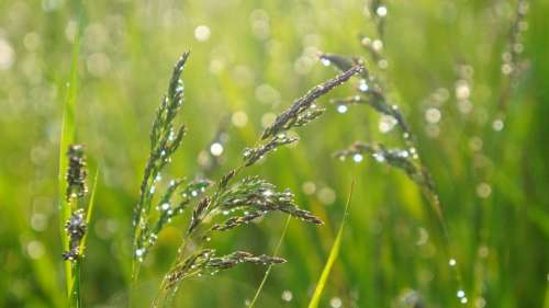 Nature Plants Blades Grass Meadow Drops Water