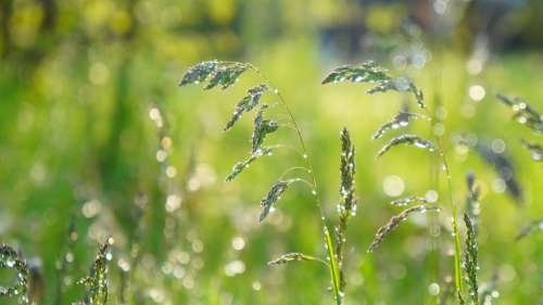 Nature Plants Green Grass Blades Drops Water