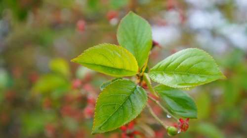 Nature Plants Green Foliage Sprig Spring Tree