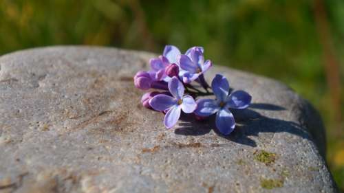 Nature Plants Stone Minor Violet Flowers Without
