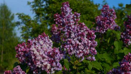 Nature Plants Blooming Without Violet Twigs