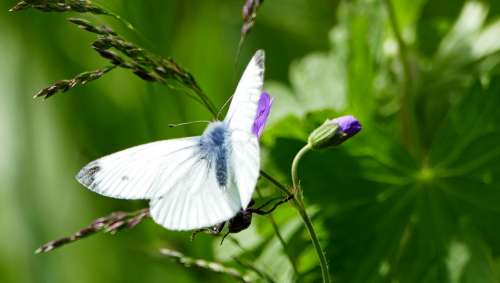Nature Butterfly White Flower Blossom Bloom