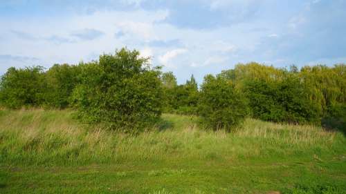 Nature Plants Landscape Meadow Tree Green