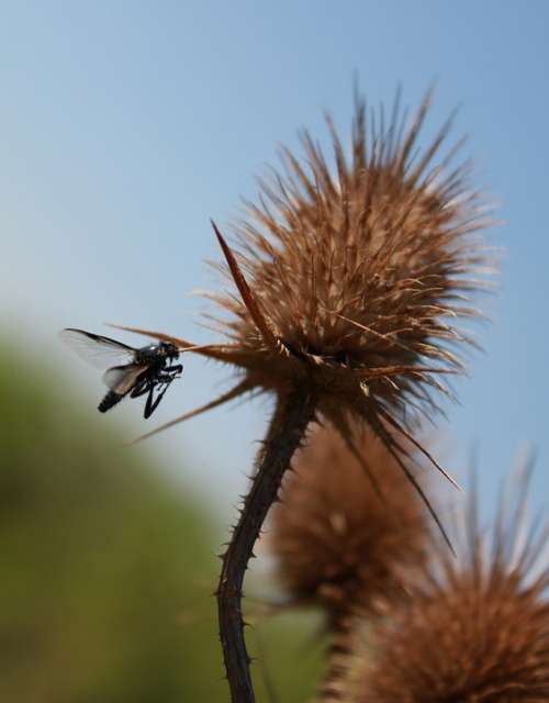 Nature Fly Animal Stalk Plant