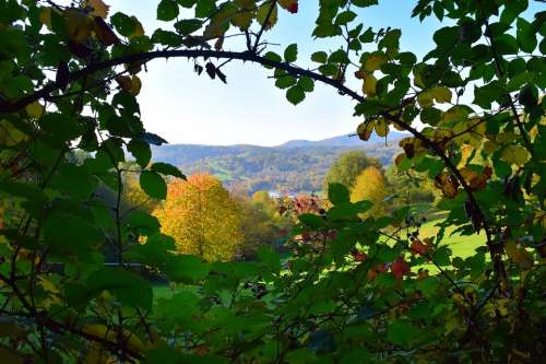 Nature Autumn Hedge Landscape Forest Hill Color