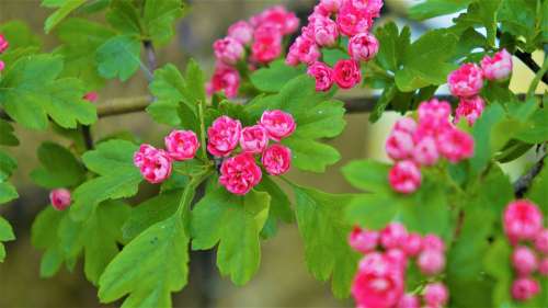 Nature Plants Pink Flowers Minor Sprig Green