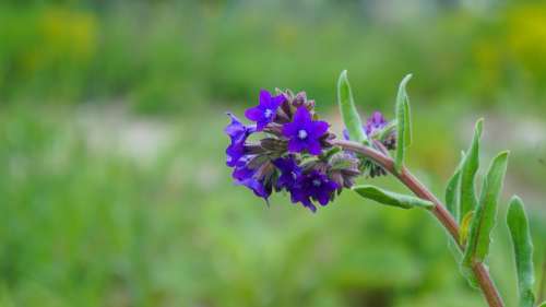 Nature Plants Flower Blue Flourishing Sprig