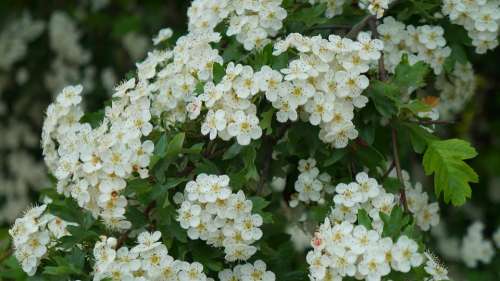 Nature Plants White Minor Flowers Spring