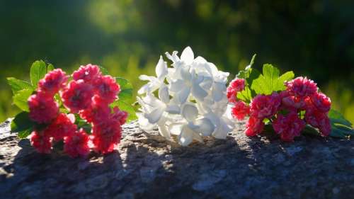 Nature Plants Flowers White Pink Light Lying