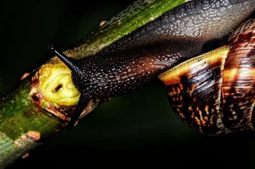 Nature Snail Shell Mollusk Slowly