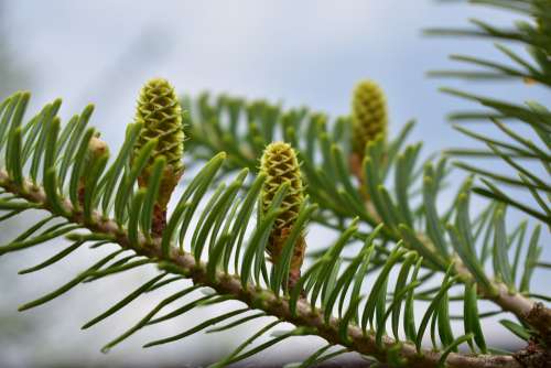Nature Forest Spring Pine Forests Cones