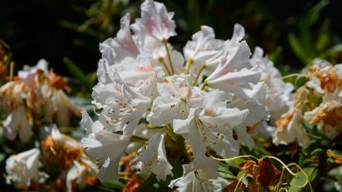Nature Plants Flowers Rhododendron Azalea Garden
