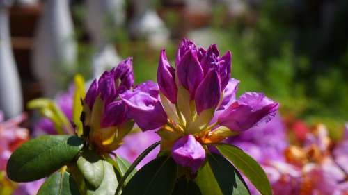Nature Plants Flowers The Buds Violet Azalea