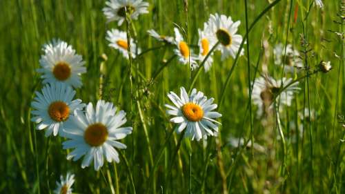 Nature Plants Flowers Daisy Spring Meadow Green