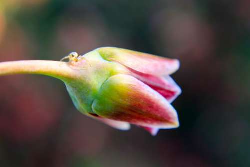 Nectaroscordum Sicilian Honey Lily Allium