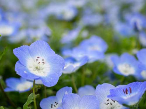 Nemophila Spring Flowers Blue Natural Plant