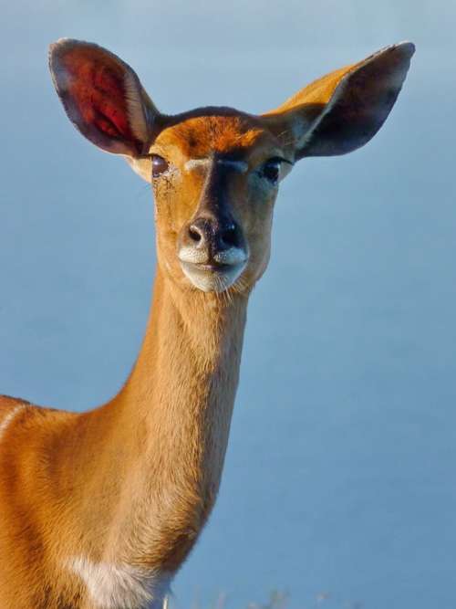 Nyala Antelope Animal Mammal Animal World