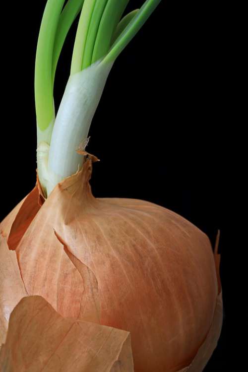 Onion Engine Growth Sprout Nature Seedling