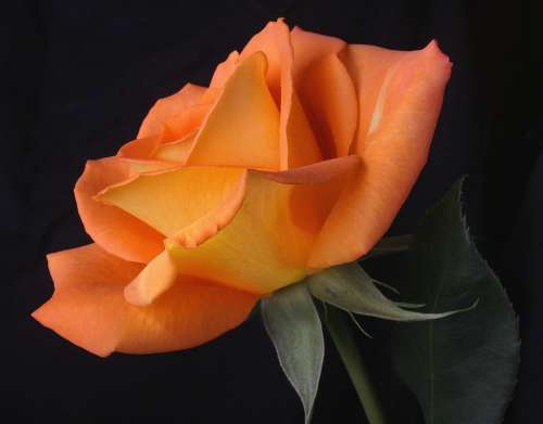 Orange Rose Flower Bloom Portrait