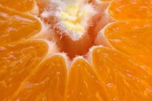Orange Macro Citrus Vitamins Health Nutrition