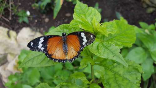 Orange Black Butterfly Nature