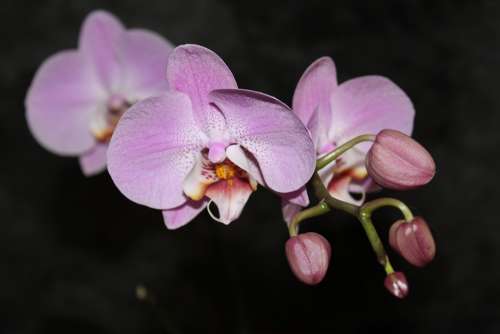 Orchid Flora Flowering Beautiful Pink Phalaenopsis