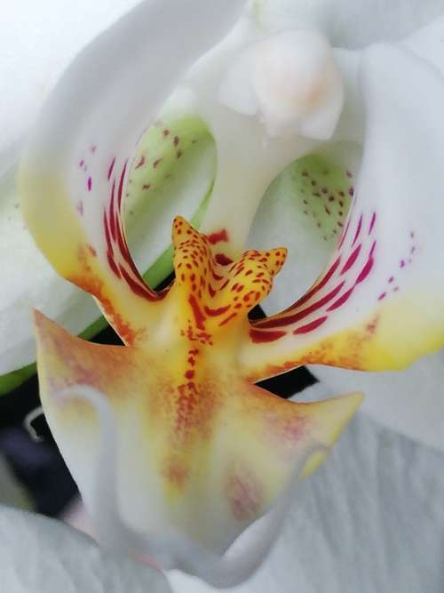 Orchid Flower White Beautiful Macro