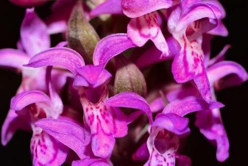 Orchid Blossom Bloom Macro