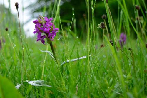 Orchid Close Up Violet Nature
