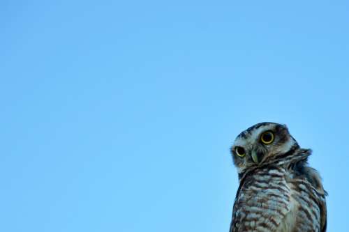 Owl Sky Nature Landscape Atmosphere Bird