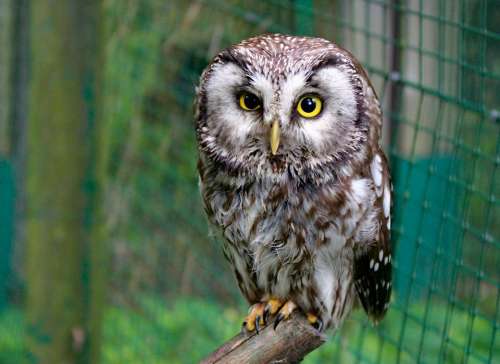 Owl Tawny Owl Bird Animal Night Cub Zoo Cage