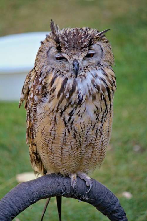 Owl Large Cub Predator Night Falconry Bird