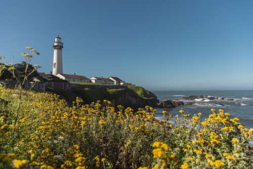 Pacific Ocean Nature Flowers Lighthouse Scenery
