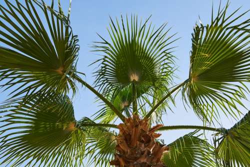 Palm Leaves Tropical Plant Nature Summer Tree