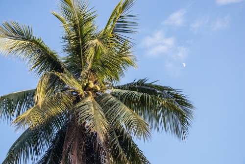 Palm Paradise Sky Moon Tropics Vacations Travel