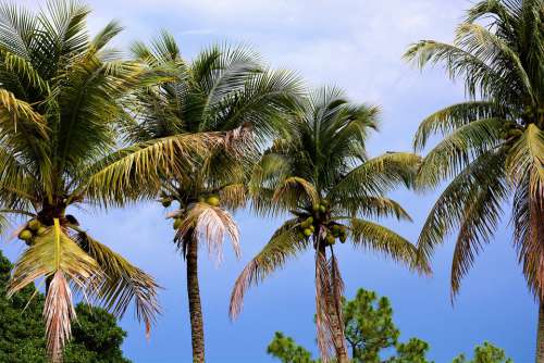 Palm Trees Coconut Trees Coconuts Palms Trees