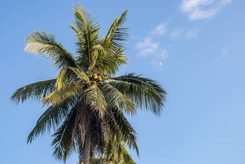 Palm Trees Paradise Sky Moon Tropics Vacations