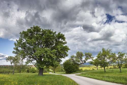 Panorama Tree Spring Landscape Nature Sky Clouds