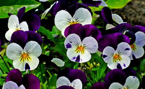 Pansies Flowers Colorful Spring Garden Nature