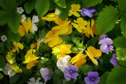 Pansy 400–500 Blossom Bloom Bloom Nature Plant