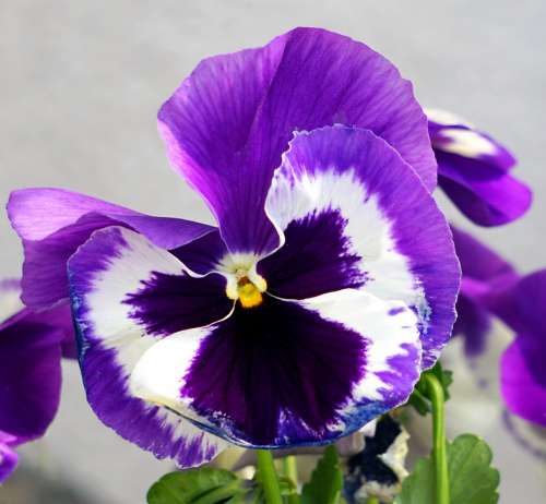 Pansy Viola Violet Plant Flower Blossom Bloom