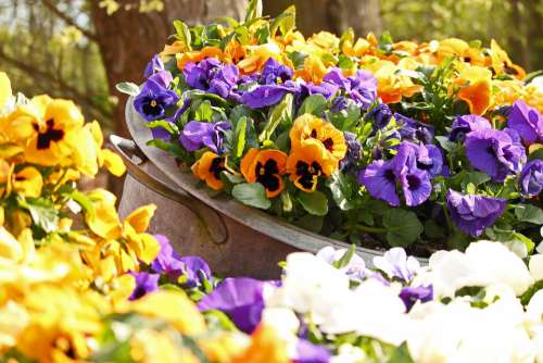 Pansy Spring Garden Bloom Violet Yellow Flora