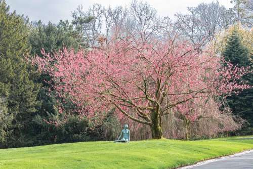 Park Tree Blossom Bloom Spring Hill Park Away