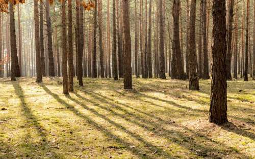 Park Environment Forest Fresh Grass Green