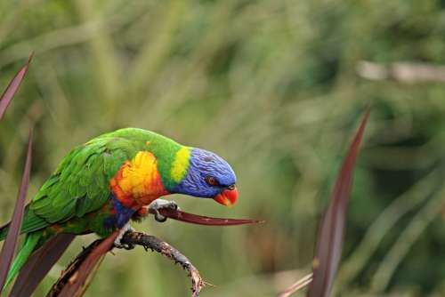 Parrot Bird Lorikeet Trichoglossus Rainbow Sit