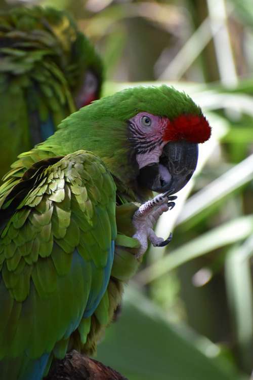 Parrot Bird Exotic Tropical Zoo Nature Wildlife