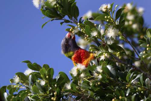 Parrot Wild Bird Wildlife Beak Feather Lorikeet