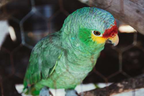 Parrot Bird Colorful Nature Animal Feather